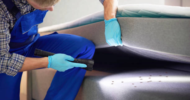 Wasp Removal Services in Omaha, NE