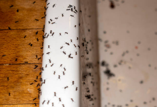 Best Flea Control Services  in Omaha, NE